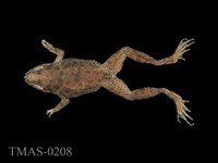 藏品(澤蛙)的圖片